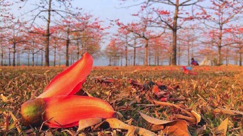 পহেলা ফাল্গুন আজ