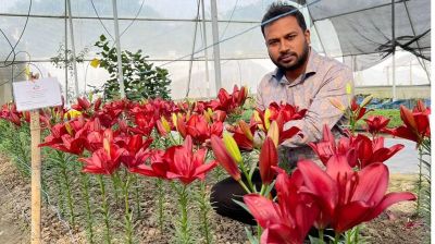 দেশে চাষ হচ্ছে বাহারি লিলিয়াম