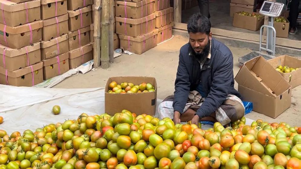 বাগেরহাটের টমেটো যাচ্ছে মালয়েশিয়া