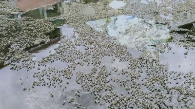 নিয়ন্ত্রণের বাইরে রাজধানীর মশা