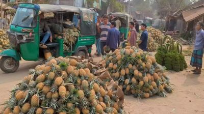আনারসের ব্যাপক ফলন হলেও হতাশায় রাঙ্গামাটির কৃষকরা