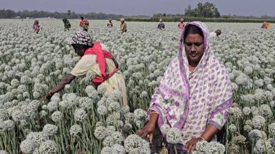 ফরিদপুরে ‘কালো সোনা’ পেঁয়াজ বীজের বাম্পার ফলন, ৫০০ কোটি টাকার বাণিজ্যের সম্ভাবনা
