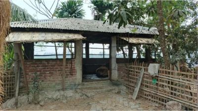 গরু চোর সিন্ডিকেটের প্রধানকে গ্রেপ্তার করায় ওসির বাড়ি থেকে গরু লুট!