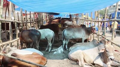 মেরাদিয়ায় গরুর হাট বসানো যাবে না: হাইকোর্ট