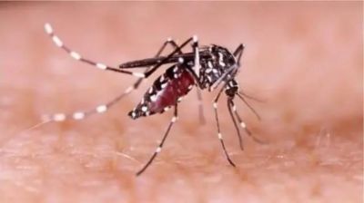 ডেঙ্গুতে আরও ২ জনের মৃত্যু