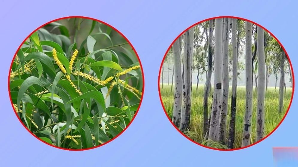 ইউক্যালিপটাস-আকাশমনি গাছ নিষিদ্ধ ঘোষণা