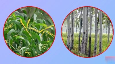 ইউক্যালিপটাস-আকাশমনি গাছ নিষিদ্ধ ঘোষণা
