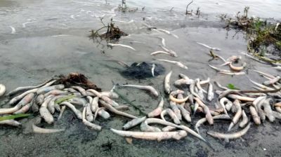 আবারও মাছ মরে ভেসে উঠছে মেঘনায়