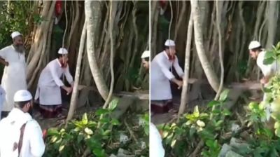 মাদারীপুরে ২০০ বছরের প্রাচীন বটগাছ কাটার ভিডিও ভাইরাল