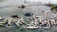 আবারও মাছ মরে ভেসে উঠছে মেঘনায়