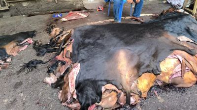 এবারও চামড়া নিয়ে হতাশা, দাম ওঠেনি হাজারও