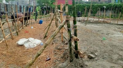 গাবতলী হাটে পশু সংকট, ক্রেতারা ভিড় জমাচ্ছেন নতুন বাজারে