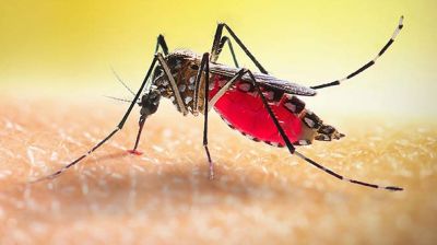 ডেঙ্গুতে আরও ২ জনের মৃত্যু, হাসপাতালে ১৫৯