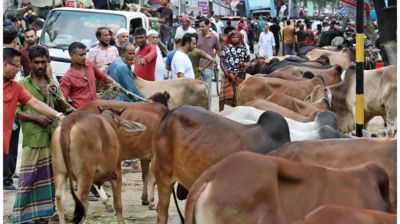 এবার ৯১ লাখের বেশি পশু কোরবানি হয়েছে: প্রাণিসম্পদ অধিদপ্তর