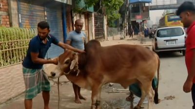 ঈদের দ্বিতীয় দিনেও চলছে পশু কোরবানি