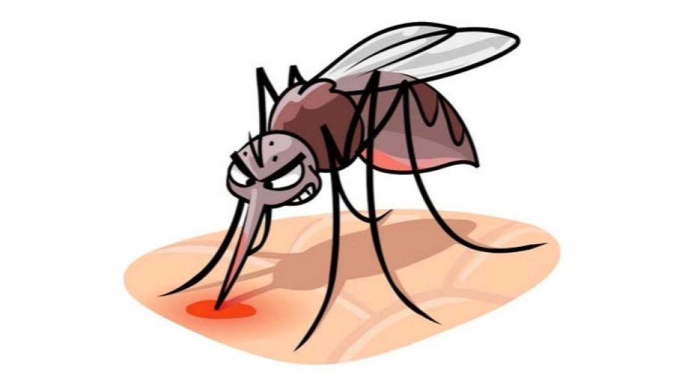 ডেঙ্গুতে ২৪ ঘণ্টায় তিনজনের মৃত্যু