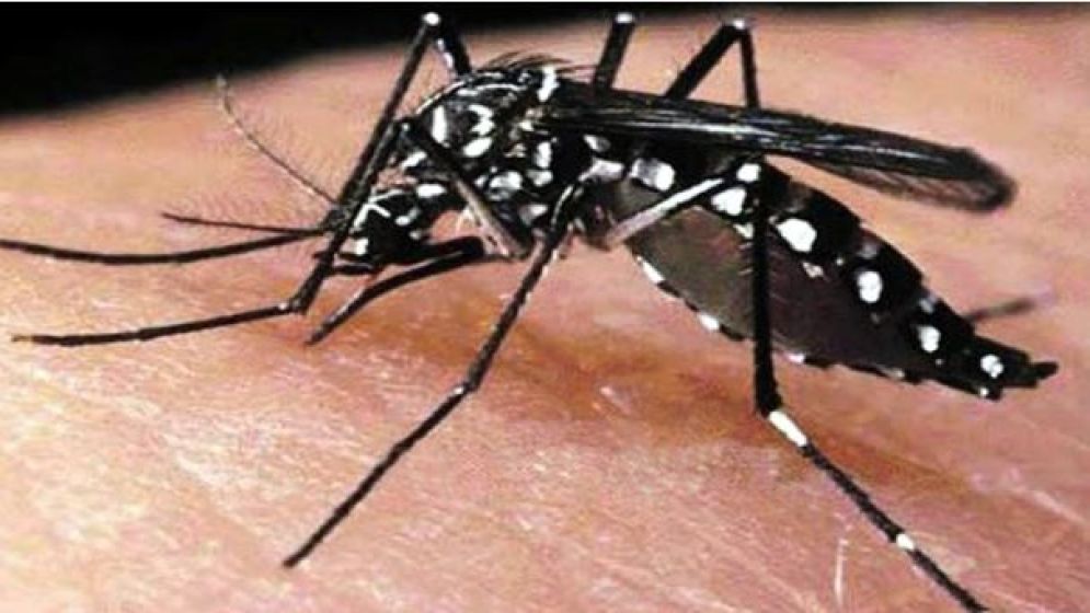 ডেঙ্গুতে আরও ২ জনের মৃত্যু