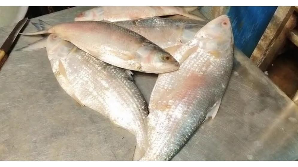 পূজা উপলক্ষে ভারতে ১২০০ টন ইলিশ রপ্তানির সিদ্ধান্ত