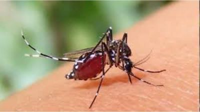 ৮১ শতাংশ বেড়েছে ডেঙ্গু সংক্রমণ