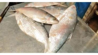 পূজা উপলক্ষে ভারতে ১২০০ টন ইলিশ রপ্তানির সিদ্ধান্ত