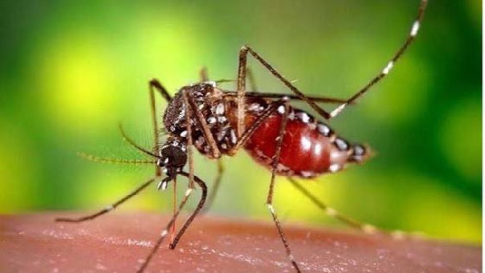 ডেঙ্গুতে আরও চারজনের মৃত্যু