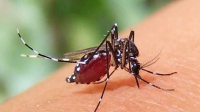 ডেঙ্গুতে একদিনে ৬ জনের মৃত্যু