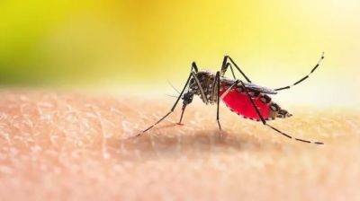 ডেঙ্গুতে আরও ৩ জনের মৃত্যু