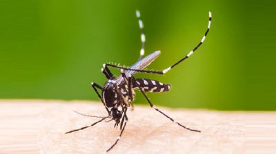 ডেঙ্গুতে আরও ১ জনের মৃত্যু