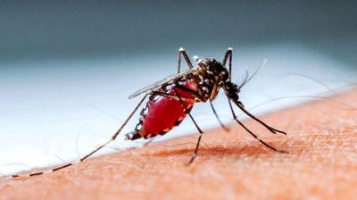 ডেঙ্গুতে আরও ৭ জনের মৃত্যু