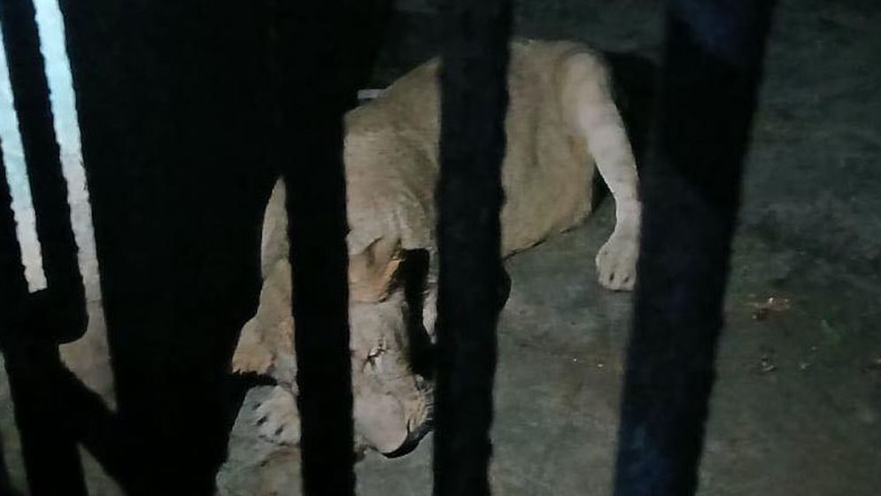 অচেতন করে ধরে খাঁচায় ফেরানো হলো মিরপুর চিড়িয়াখানার সিংহটিকে