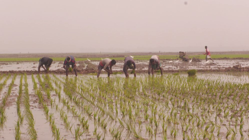 গ্যাস সরবরাহ কম, বোরো মৌসুমে ইউরিয়া সংকটের আশঙ্কা