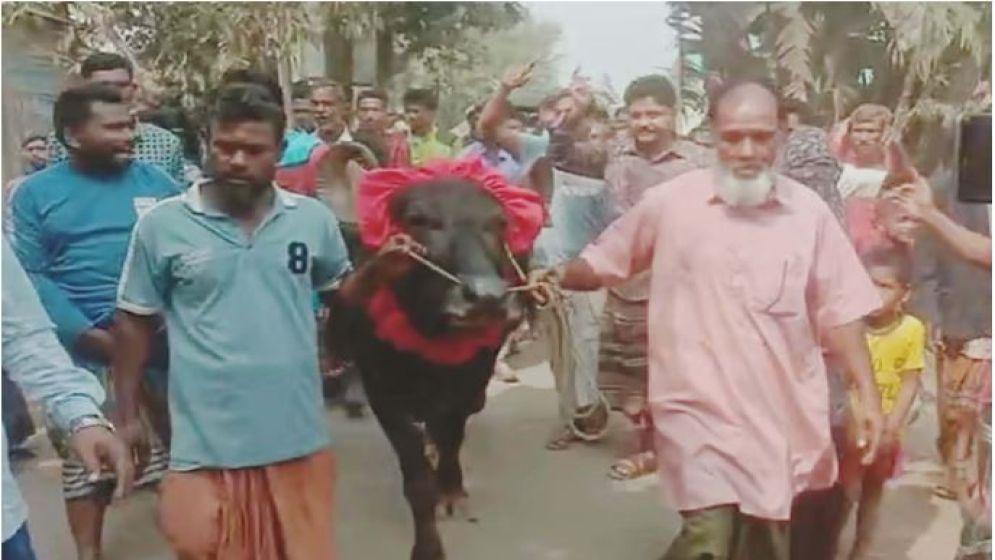 নির্বাচনী বাজির মহিষ ফেরত দিয়ে মানবিকতার নজির বিএনপি সমর্থকের