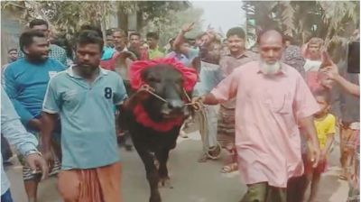 নির্বাচনী বাজির মহিষ ফেরত দিয়ে মানবিকতার নজির বিএনপি সমর্থকের